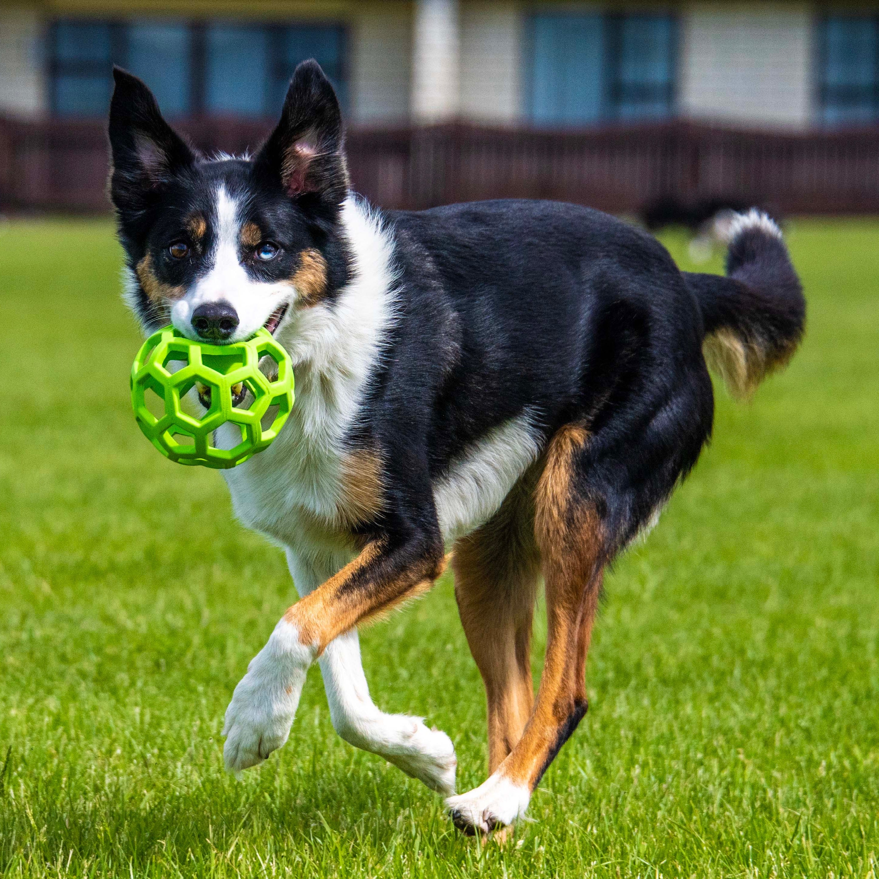 Holy roller dog clearance toy